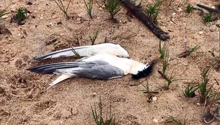 Vídeo: morador de Marataízes encontra ave marinha morta por influenza H5N1, na Praia da Barra
