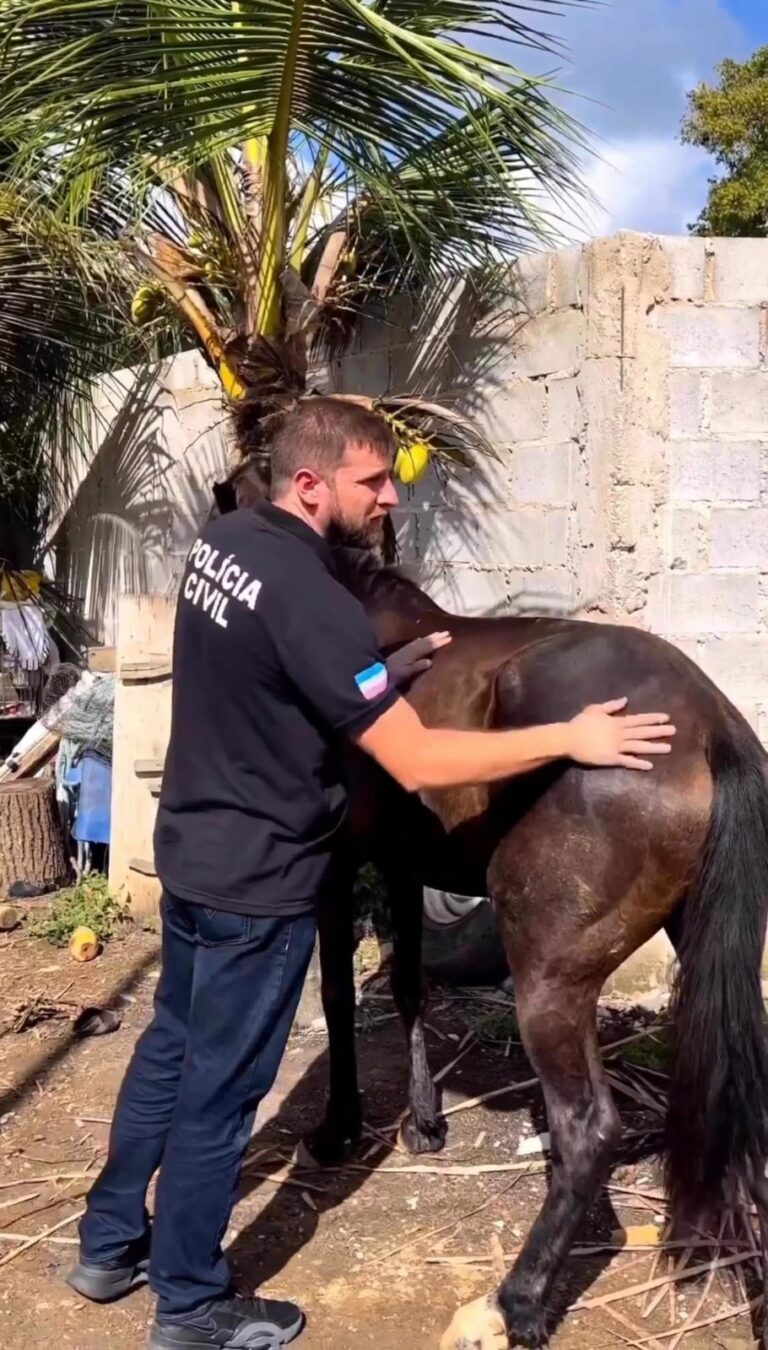  Deic de Aracruz recupera égua furtada de fazenda em Ribeirão do Cruzeiro