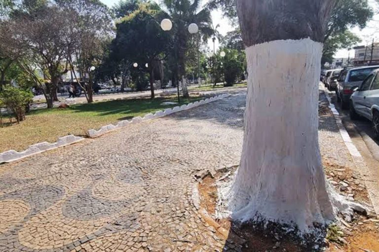 Matéria proíbe pintura em troncos de árvores