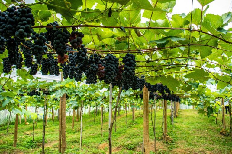 Quarta colheita da uva em Linhares: parreirais serão abertos à visitação no próximo sábado (10) e a previsão é colher 7 toneladas da fruta   		