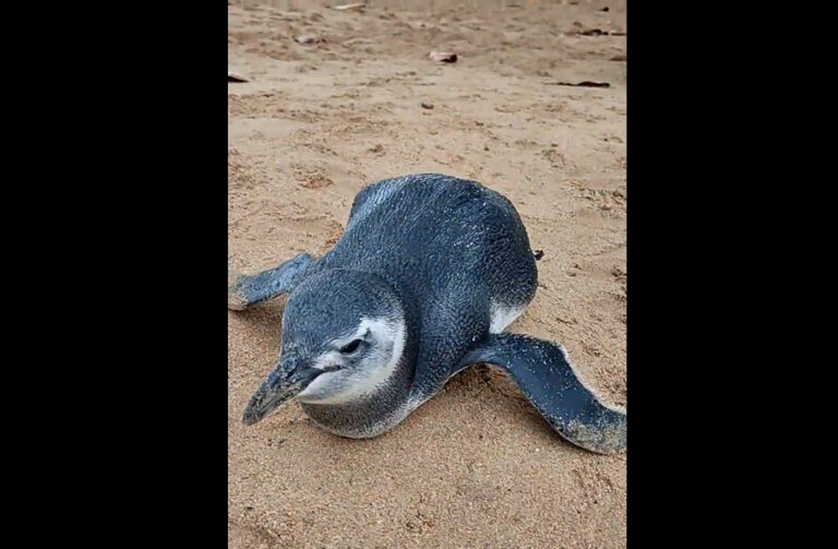 Vídeo: mais um Pinguim aparece em praias de Anchieta e Iema orienta quanto ao resgate