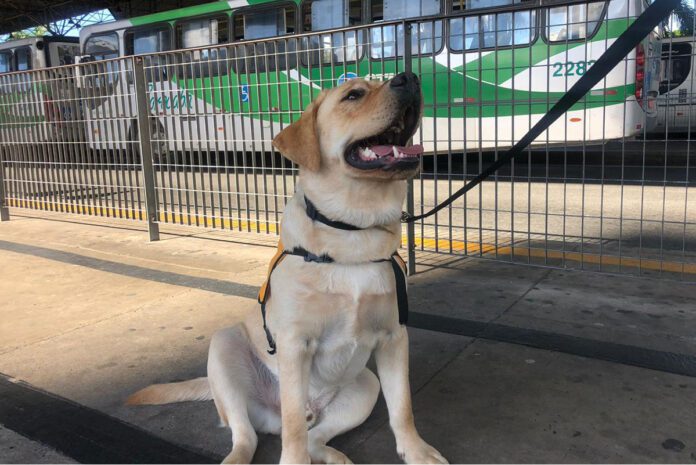 Projeto garante acesso livre a cães-guias em ônibus 