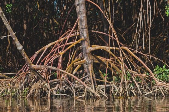 Anchieta: limpeza do mangue marca Dia Internacional de Conservação