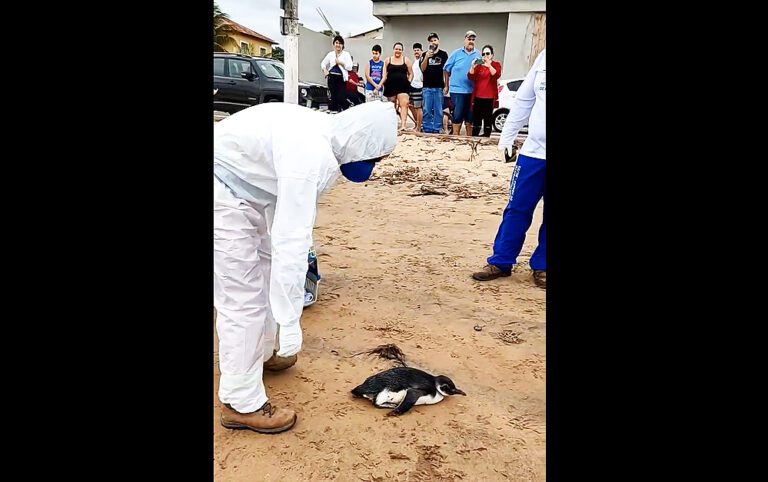 Pinguim é resgatado com vida na praia do centro de Anchieta