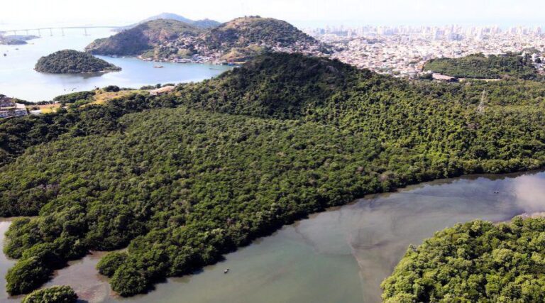 
                    ​Dia Mundial de Proteção aos Manguezais: VV valoriza seus tesouros naturais                
