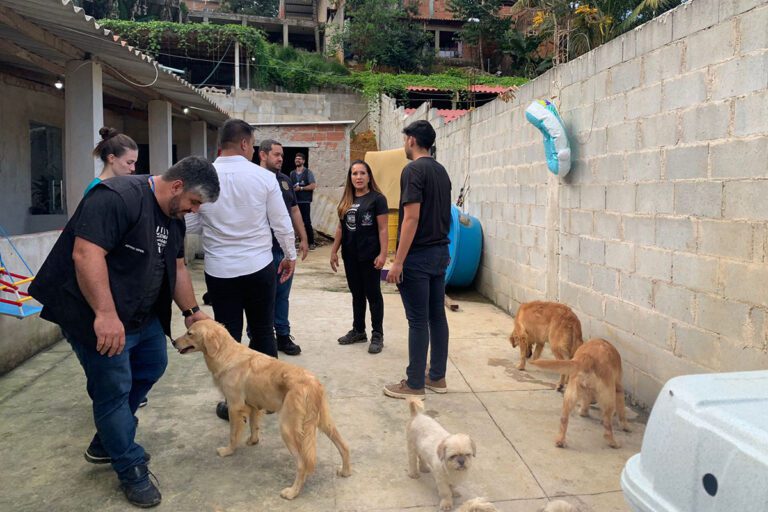 CPI resgata cães em canil clandestino 