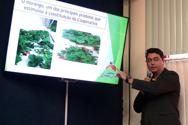 Cultivo do morango em pauta no Cooperativismo