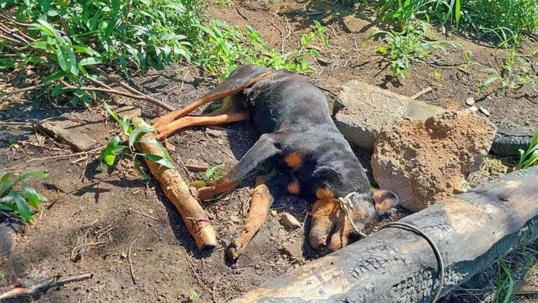 Anchieta: Polícia investiga caso de cão encontrado morto com sinais de crueldade no bairro Benevente