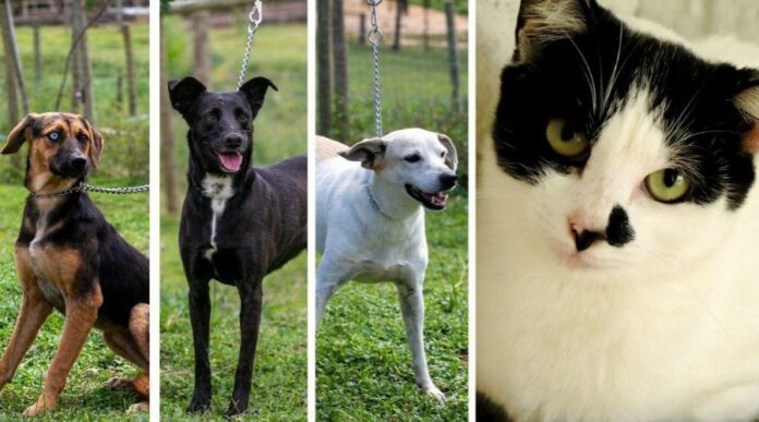 
                    ​Secretaria Municipal de Saúde trata animais e humanos com esporotricose                
