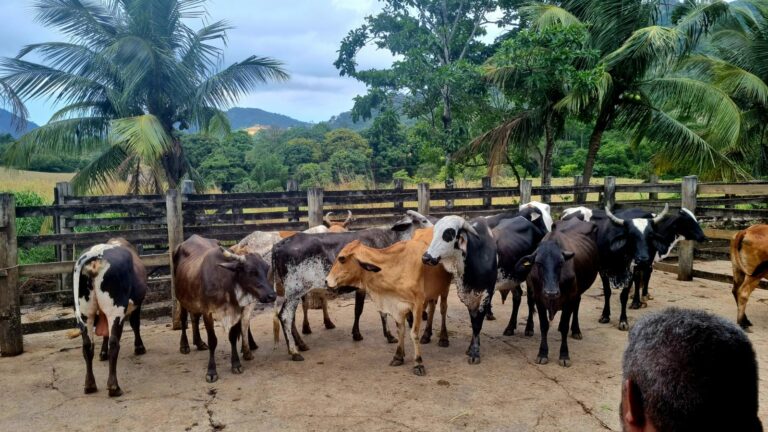 Polícia Civil recupera gado furtado de área rural em Pinheiros