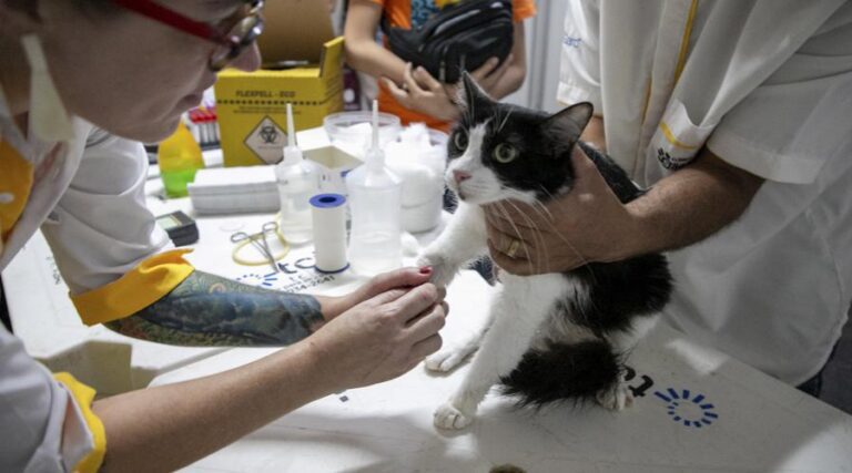 
                    ​SuperAção: triagem para castração gratuita de cadelas e gatas em Santa Rita                
