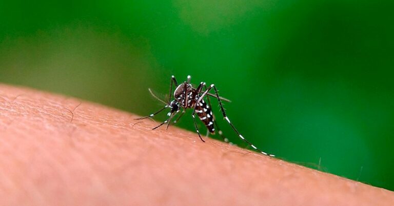 Vinte municípios capixabas receberão as primeiras doses de vacina contra dengue