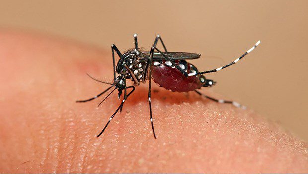 Estado recebe a primeira remessa de doses de vacina contra dengue nesta quinta-feira (22)