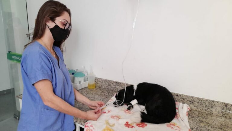 Prefeitura de Linhares oferece castração gratuita de cães e gatos. Veja como se inscrever   		