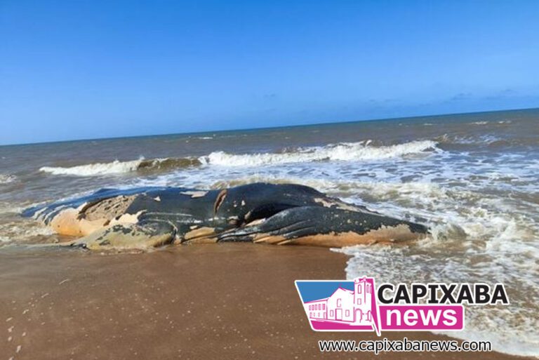 Kennedy: Baleia Jubarte morta aparece em Praia das Neves